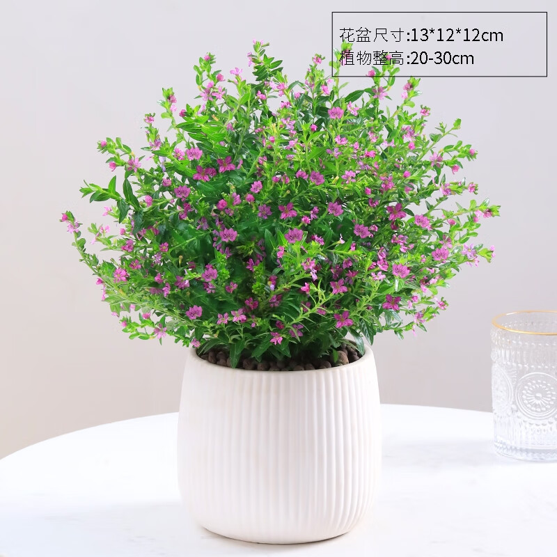 绿有意满天星盆栽带花苞四季开花不断植物室内阳台庭院好养易活观花