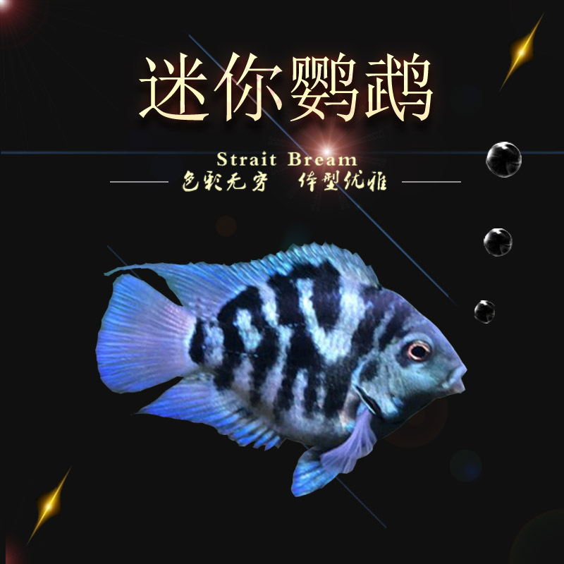 皇冠罗汉鱼肯梅塔绿菠萝地图鱼活体中型鱼淡水活体 红鹦鹉鱼7-9厘米 1