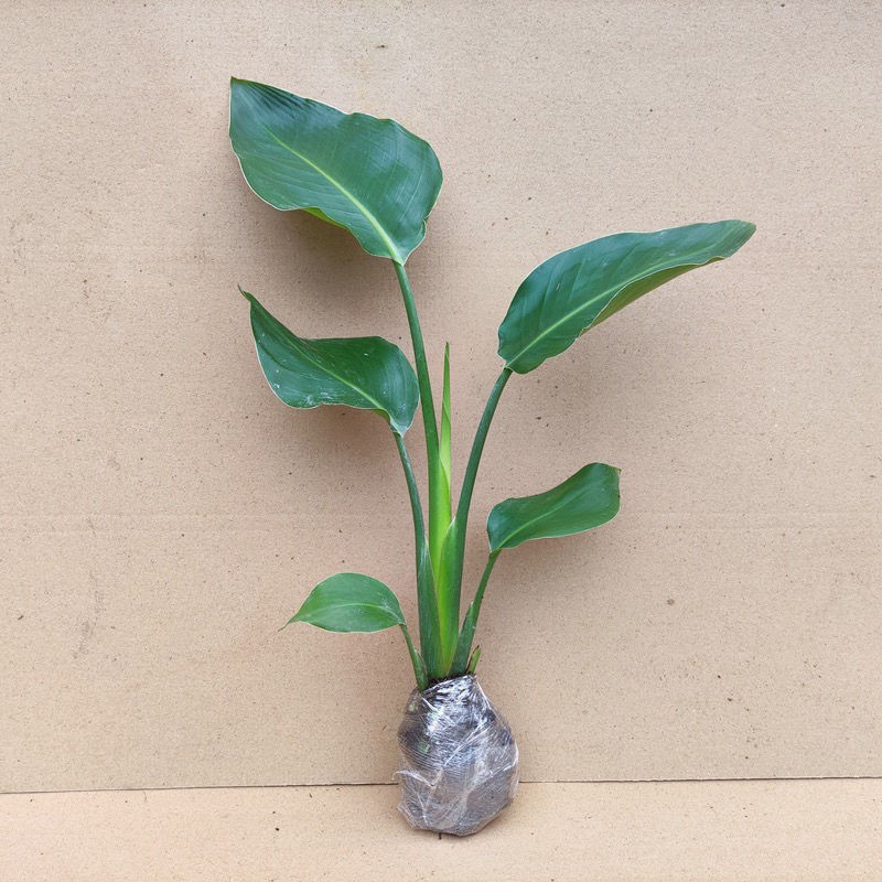 三根毛天堂鸟绿植水培土培室内桌面耐阴盆栽植物客厅花卉净化空气绿植