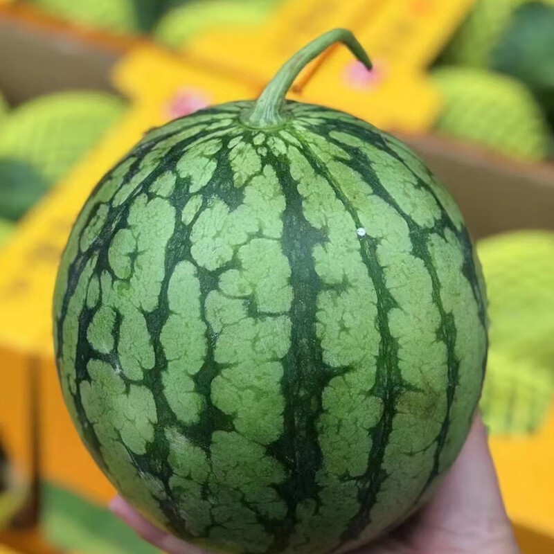 朵蕙 阔疆农业冰淇淋西瓜特小凤黄心黄壤沙肉新鲜水果薄皮脆甜孕妇