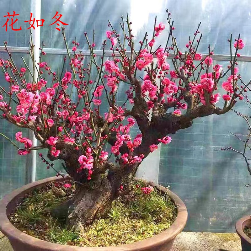 花如月耐寒植物盆栽梅花盆景原生乌梅骨里红红梅树苗红梅盆景苗 3年苗