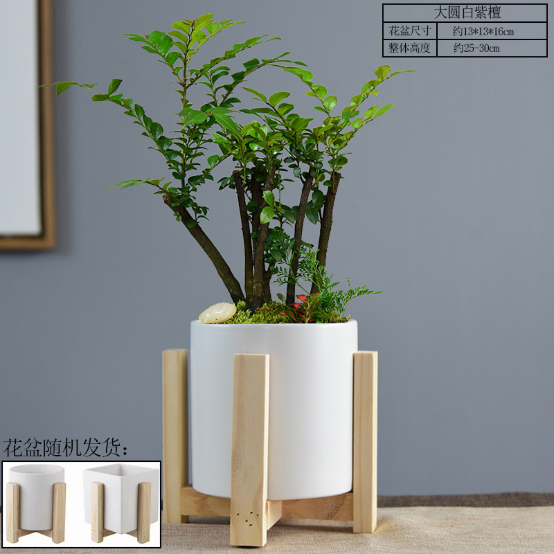 紫檀盆景老桩黑骨茶盆栽绿植客厅室内植物四季常青桌面微景观 大圆白