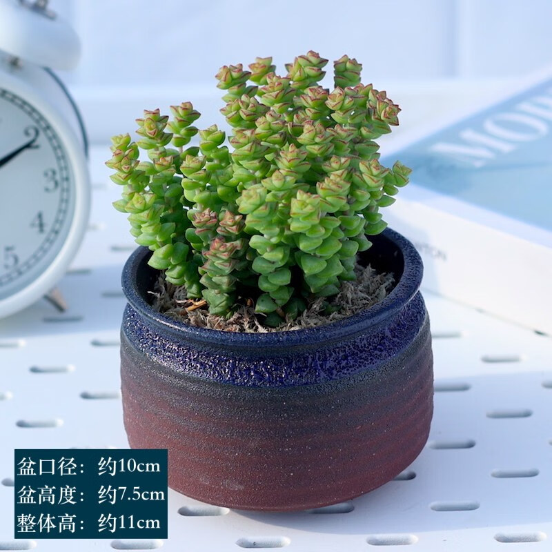 多肉植物 小米星群生多头整盆肉肉植物盆栽室内花卉办公室绿植 小米星
