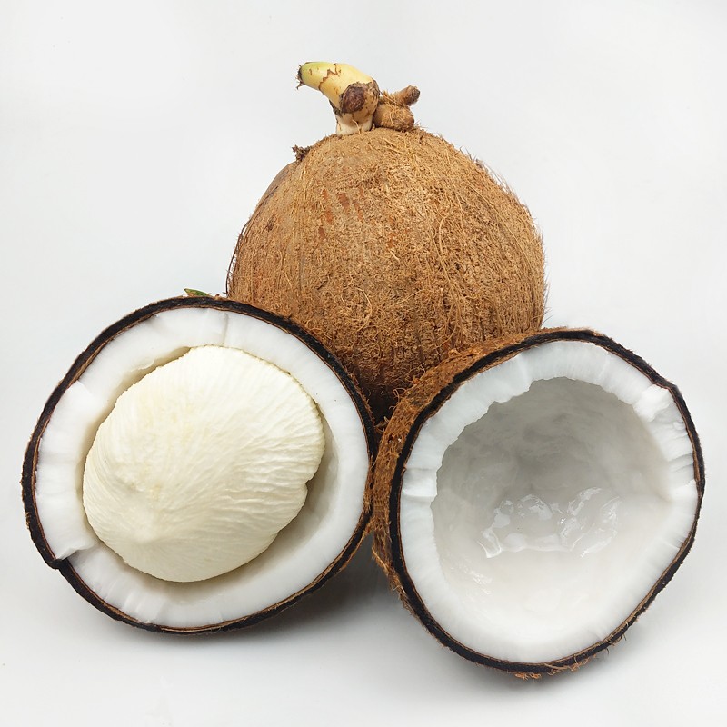 兮柔海南椰子 椰宝 发芽老椰子椰肉3个装 海南特产椰子整颗发货