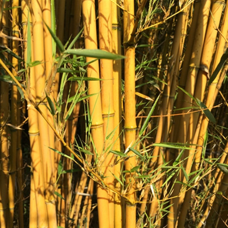 农民老史竹子苗庭院绿化植物南北方耐寒观赏早园竹紫竹苗金镶玉竹