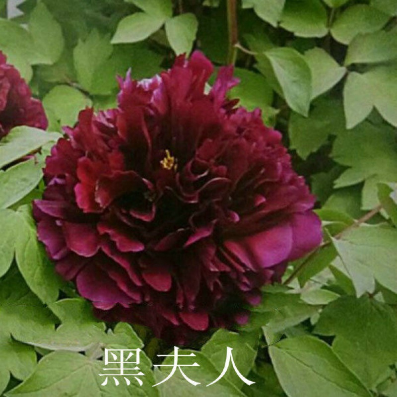 黑色系黑夫人 8-10分枝菏泽正宗观赏牡丹