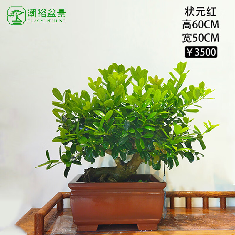 树红 相关京东优惠商品排行榜 3 价格图片品牌优惠券 虎窝购