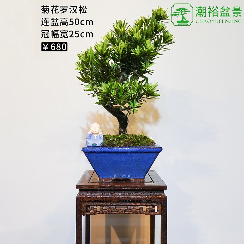 盆景室内盆栽大树老桩造型树别墅庭院绿植物大型装饰摆件造景树桩客厅