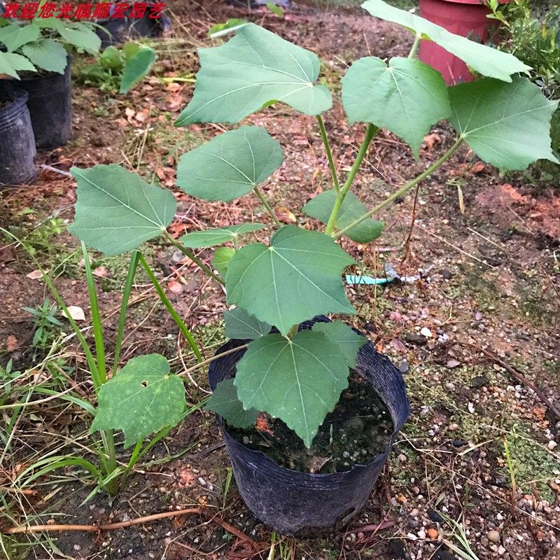 泰西丝 盆栽秋冬开花庭院阳台 三醉芙蓉花苗变色拒霜花木芙蓉花 芙蓉