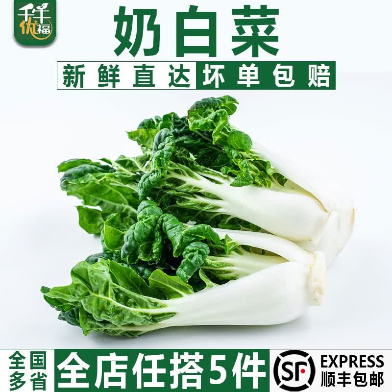 千牛优福奶白菜500g 新鲜宁夏矮脚奶白菜 牛奶白菜 奶油白菜 500g
