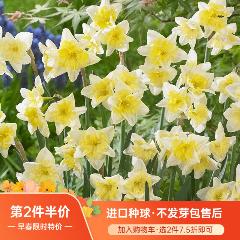 电商平台种球历史价格查询|种球价格走势图