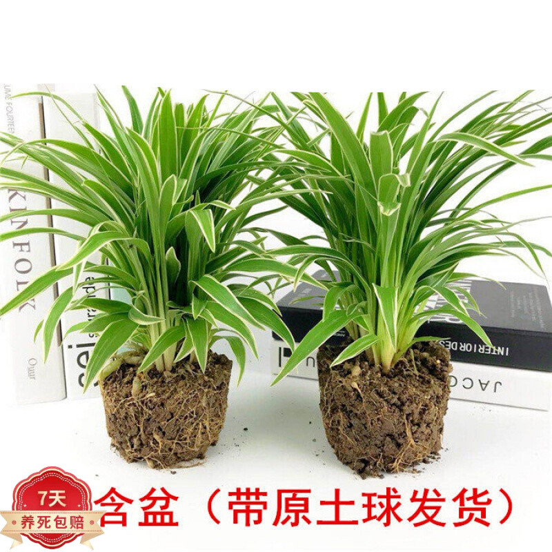 欧芽大金边金心吊兰飘香藤绿萝植物室内垂吊水培绿植盆栽 金边吊兰二