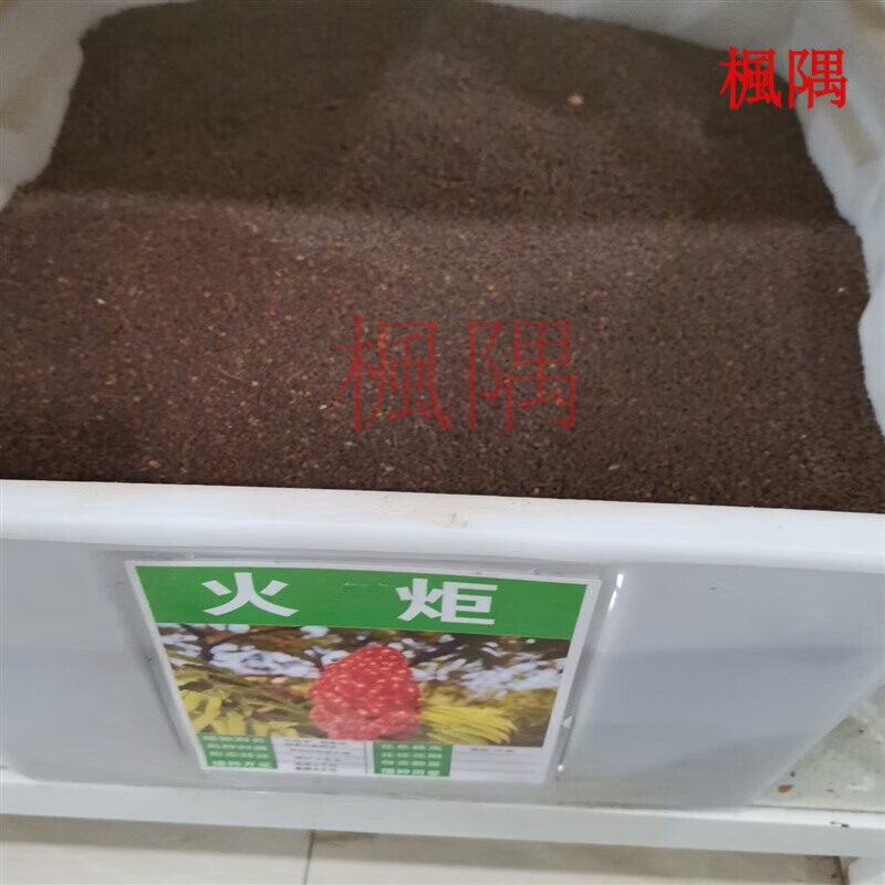 楓隅火炬种子林木种籽国产散装四季多年生景观绿化工程观叶种孑 火炬