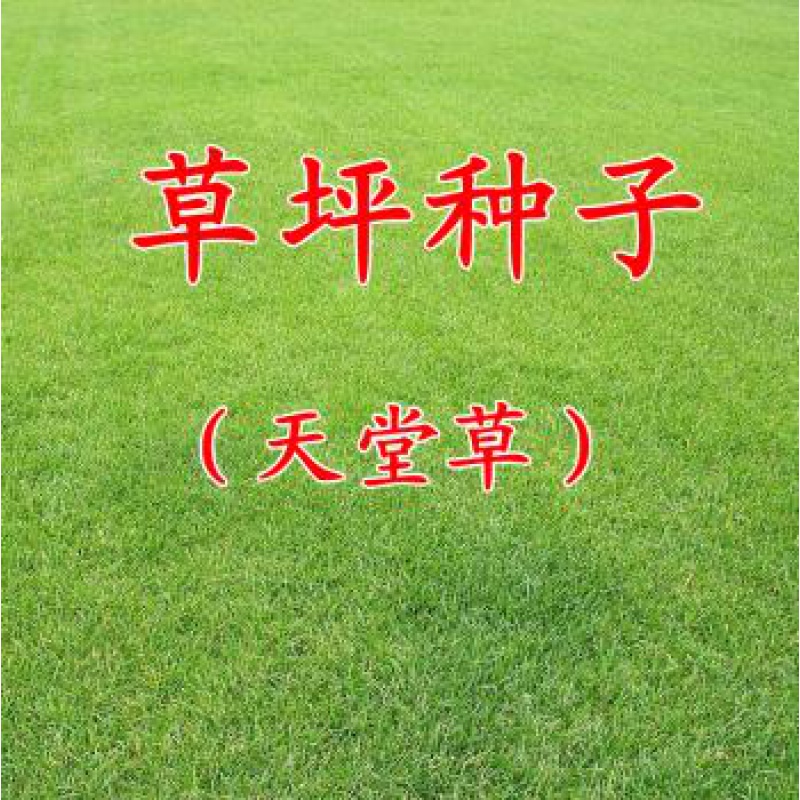 硕雅园艺进口天堂草坪种子矮生免修剪庭院草坪绿化草籽耐旱耐践踏草皮