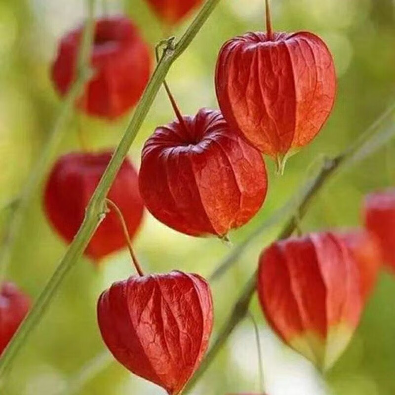 阳台盆栽花种子红姑娘红果酸浆红灯笼种子挂金灯锦灯笼黄姑娘味甜 红