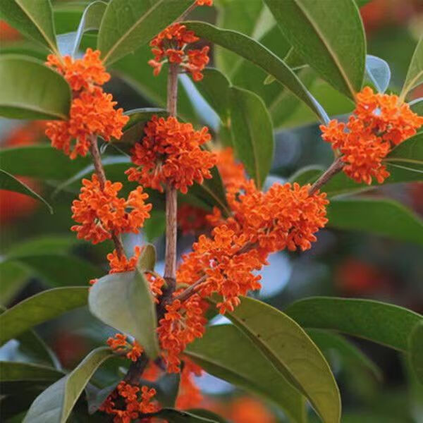 桂花树盆栽植物室内外庭院地栽盆景四季丹金桂好养开花浓香花卉 2年苗