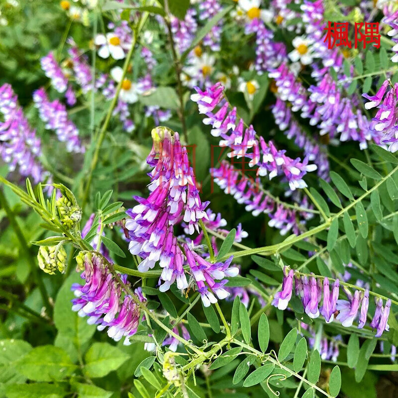 楓隅毛叶苕种子观花种籽国产散装四季庭院护坡固土观叶 毛叶苕子种子