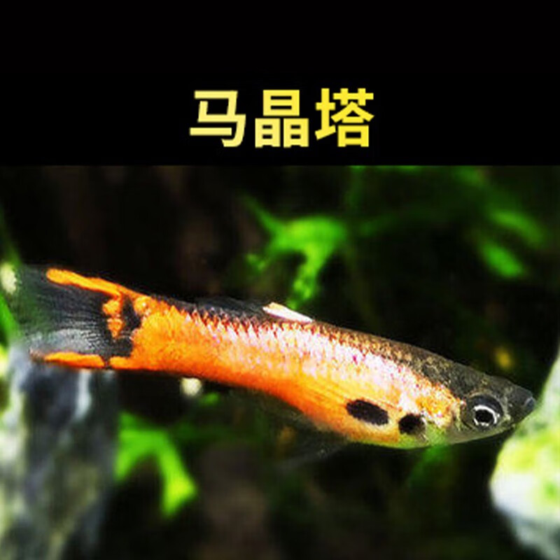 richer)双剑精灵孔雀鱼凤尾鱼热带鱼观赏鱼宠物淡水活体 马晶塔2cm2条