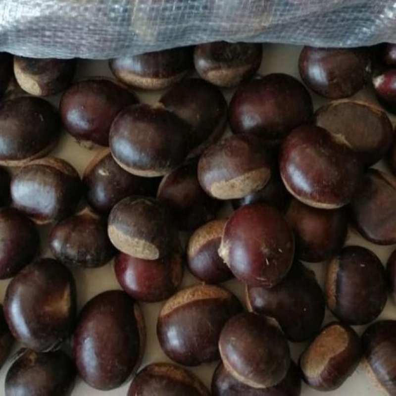 新鲜板栗油栗农家特产蔬菜新鲜生栗子炒栗水果新鲜批发毛栗子 3斤小油