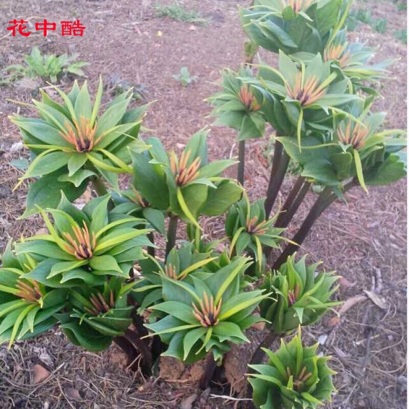花中酷   云南滇重楼种子 滇重楼种子 滇重楼苗 滇重楼 图片 滇重楼苗