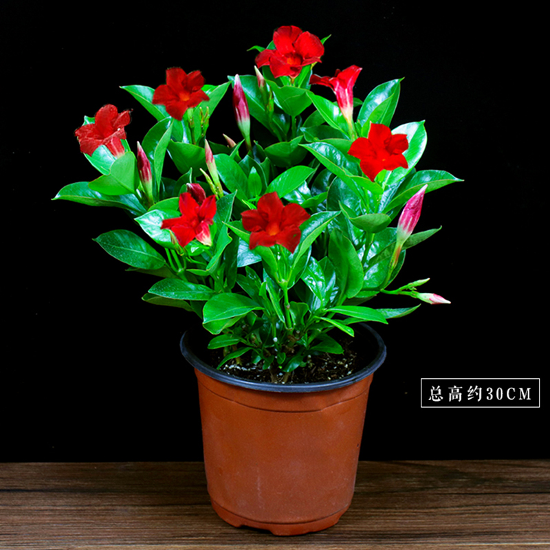 飘香藤盆栽双喜藤室内植物客厅花卉四季开花庭院净化空气爬藤绿植