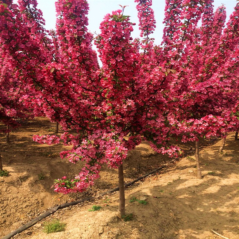 兮夜高杆西府海棠苗垂丝海棠北美海棠树苗绿化苗木庭院风景海棠树苗 4