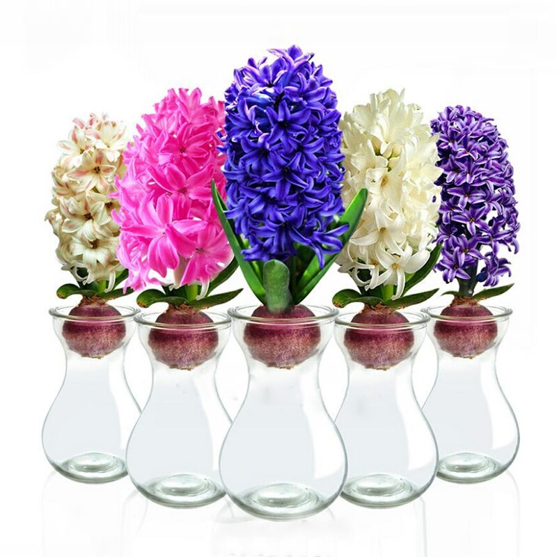 花無(wú)痕 風(fēng)信子套裝 百合種球 幼兒園水培套裝四季花卉盆栽室內觀(guān)花植物 顏色隨機玻璃瓶套裝