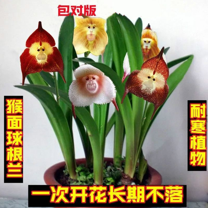 耐寒植物猴面小龙兰球根兰花冬季花卉猴头兰四季开花阳台绿植盆栽 混