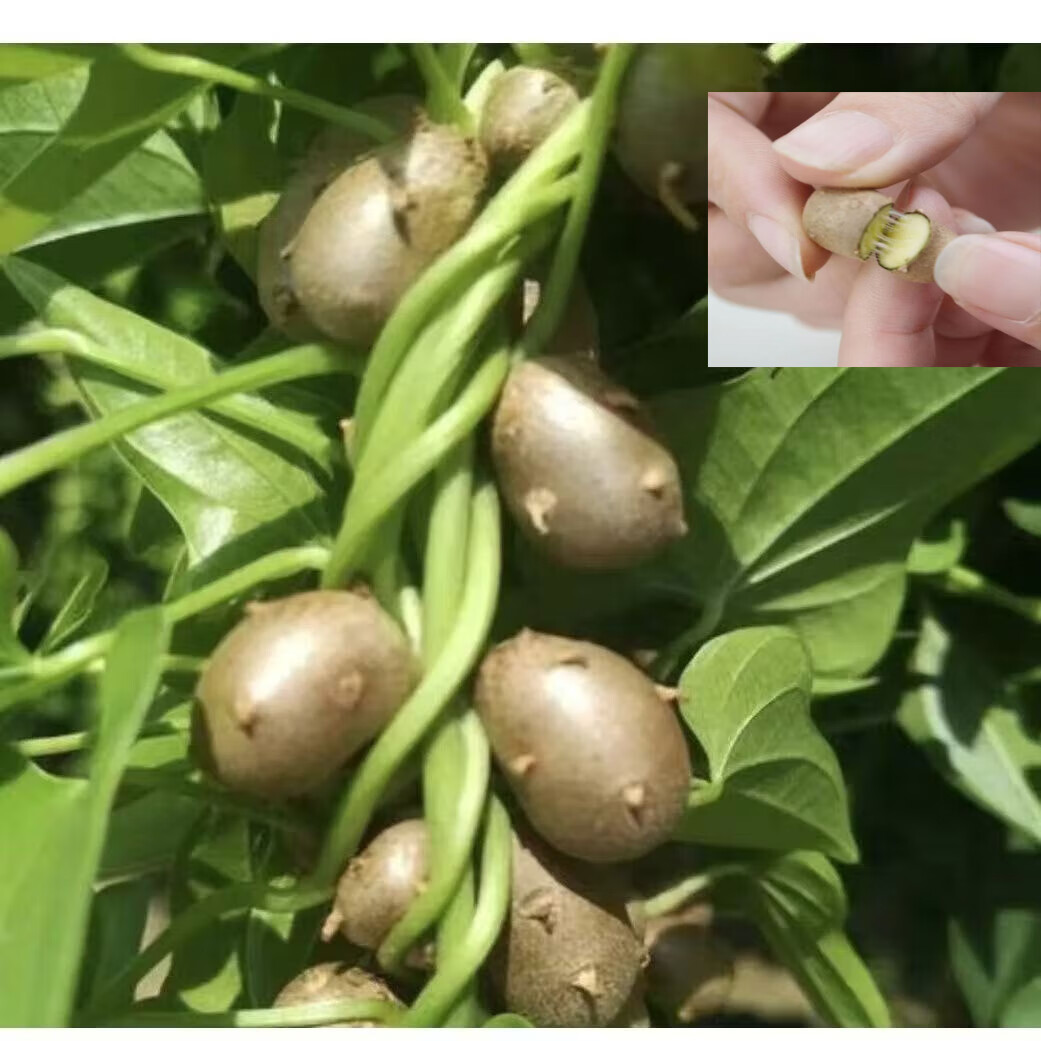 汇种草农山药豆淮山种子正宗铁棍山药种子蔬菜种子四季农家山药种子