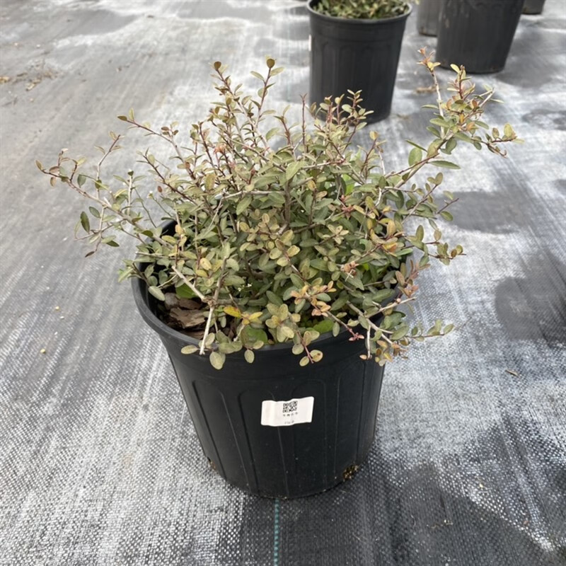 花嫁衣冬青先令盆栽 四季常绿耐寒耐热庭院花镜植物多年生观叶植物