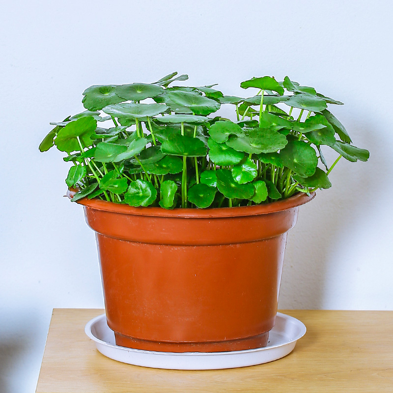 铜钱草盆栽 水培桌面办公台常用小盆景小绿植 原胶盆 含盆