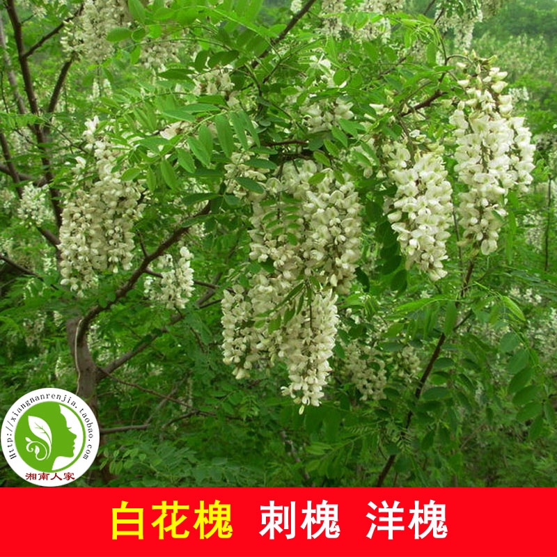 白花槐树苗香花槐刺槐洋槐苗行道绿化国槐树苗护房树蜜源植物 高度30