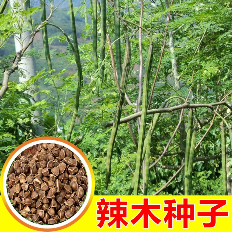 韵久辣木种子鼓槌树辣木菜印度辣木叶素菜高钙素食中药材辣木籽乔木树