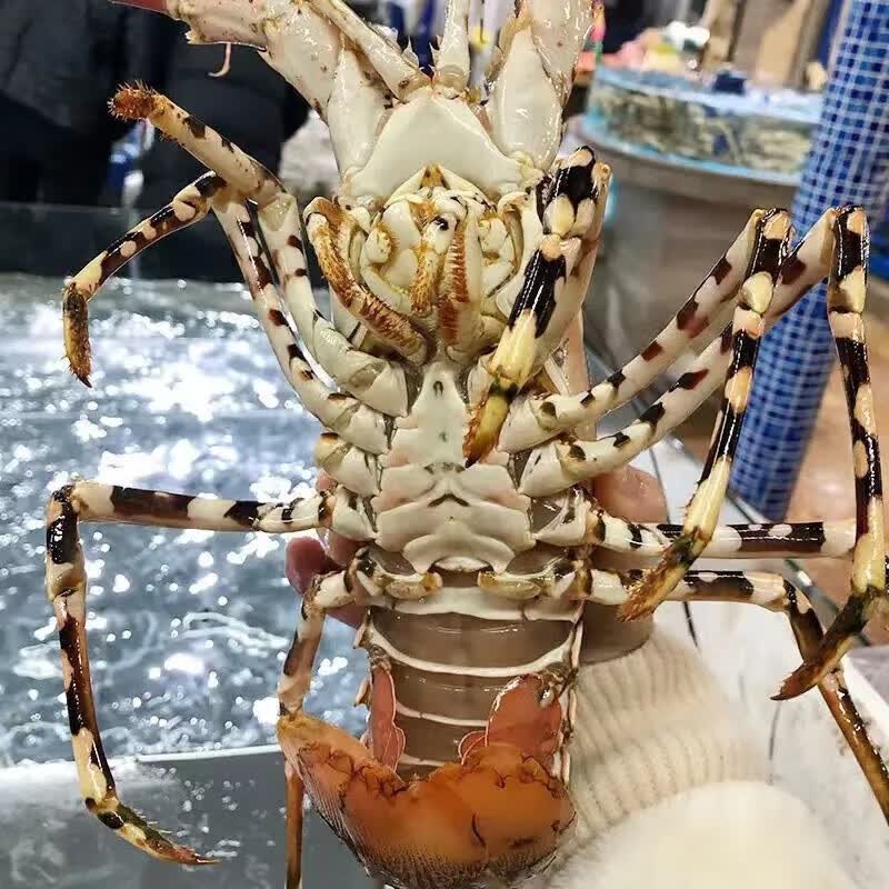 新鲜大龙虾生鲜大花龙 海鲜水产青龙虾红龙虾 大花龙 大花龙600-700g/只2只装