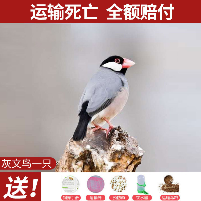 点评真实剖析OIMG鸟粮质量怎么样？探讨揭秘真相