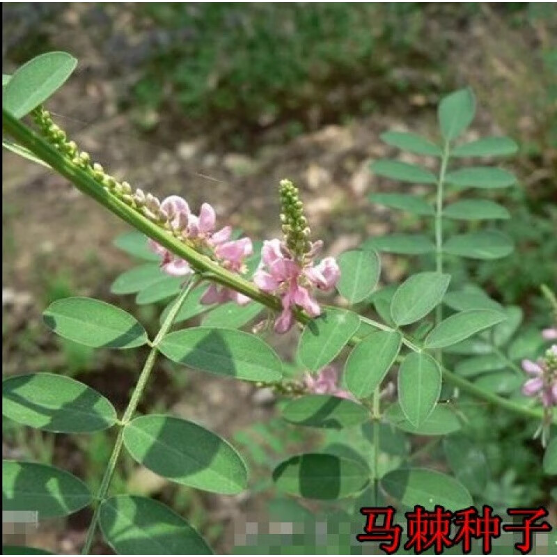 护坡种籽马棘种子别名野蓝枝子种子狼牙草种子保土护坡小灌木种子 500