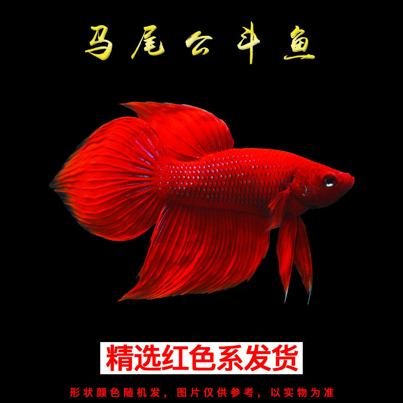 进口宠物泰国斗鱼活体观赏鱼淡水热带鱼小型半月活鱼 红色系马尾公1条