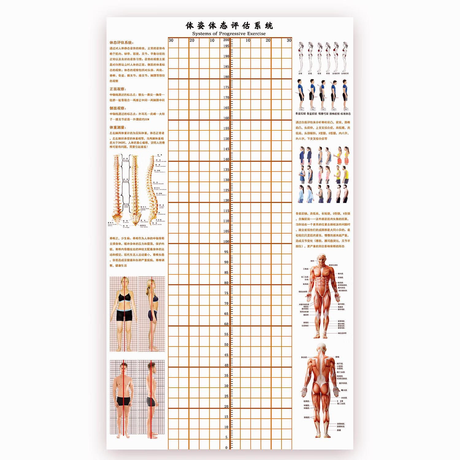 体态评估表墙纸贴式体测健身房瑜伽馆私教身体形姿网格对比图 棕 宽