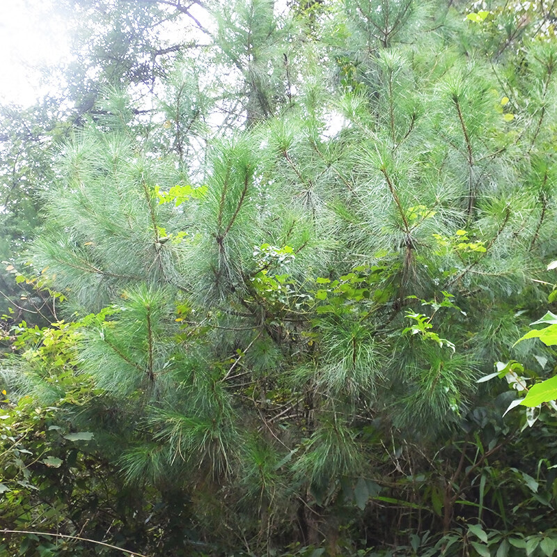 虎钢馋马尾松针2斤 贵州深山老松树针松枝野外现采现发松针泡茶泡酒