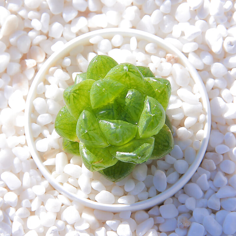 玉露多肉稀有品种清棚老桩花卉绿植组合小盆栽罕见多肉植物 草玉露:总