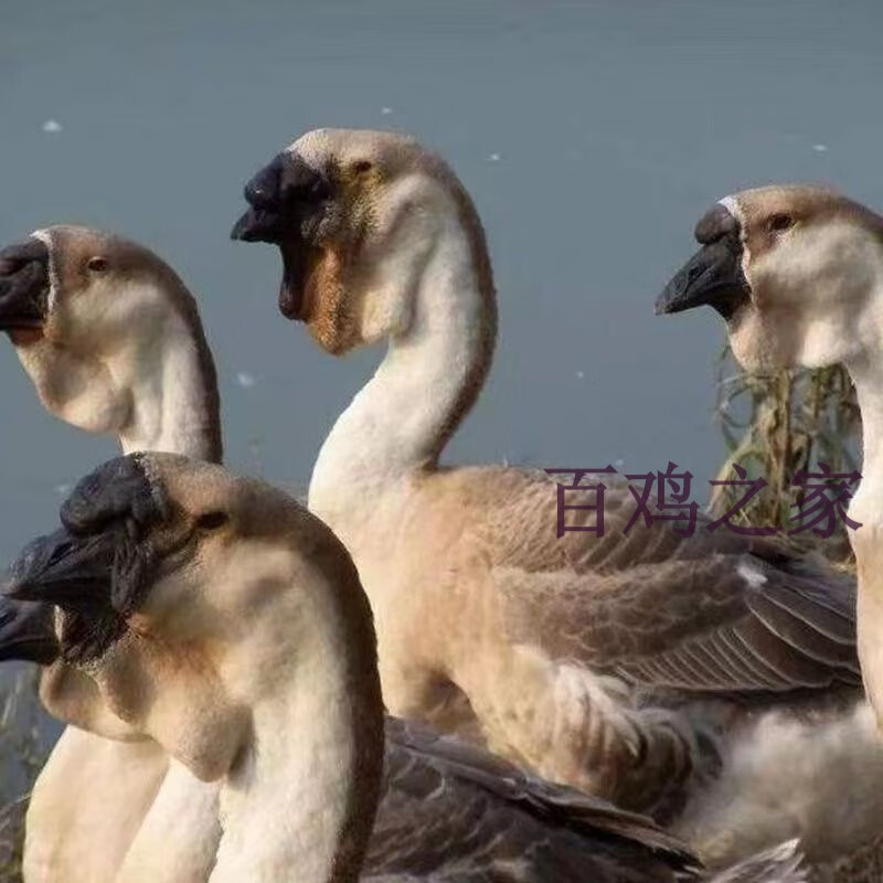 正宗好养特大狮头大雁鹅朗德现货基地直发观赏一斤鹅饲料笼子 狮头鹅