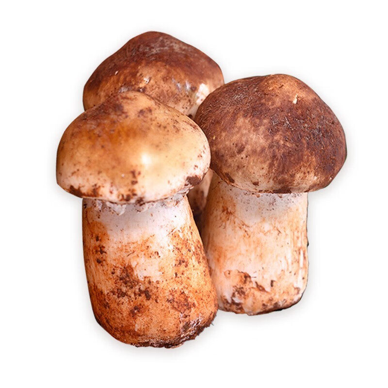 高原云品新鲜赤松茸 云南姬松茸 煲汤火锅食材 航空冷链发货 家宴美食 2000克