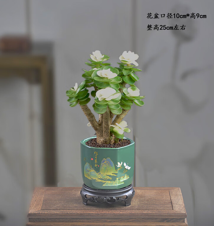 刘不丁金钱木老桩多肉植物绿植室内盆栽桌面造型盆景花卉四季好养招财