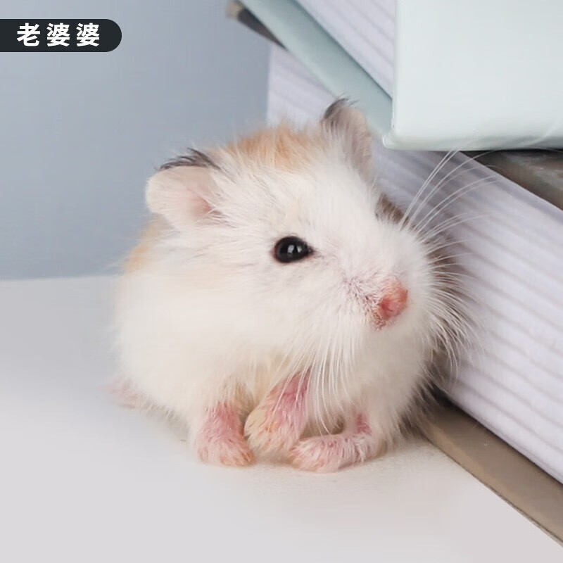 家养仓鼠纯种金丝熊米熊长毛虎纹熊奶牛熊眼圈熊纯银仓鼠宝宝 老公公