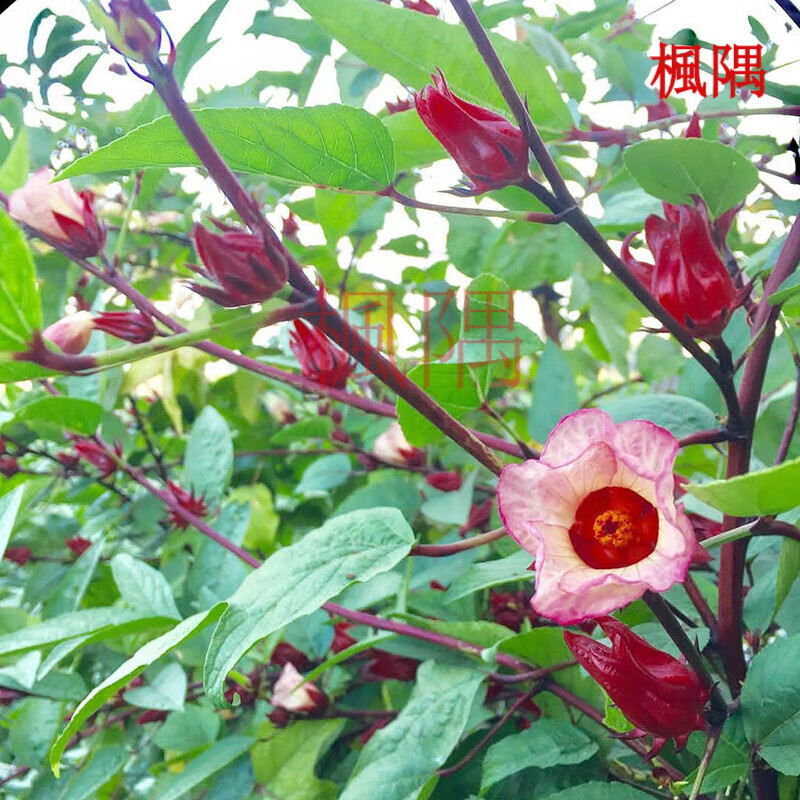 楓隅洛神花玫瑰茄种子泡酒花茶商用树苗花苗盆栽用种籽功效红桃k种