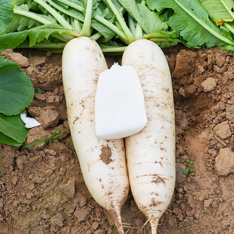 三千苗 春秋白玉萝卜萝卜籽大萝卜水果籽种水萝卜种子种籽蔬菜子种孑