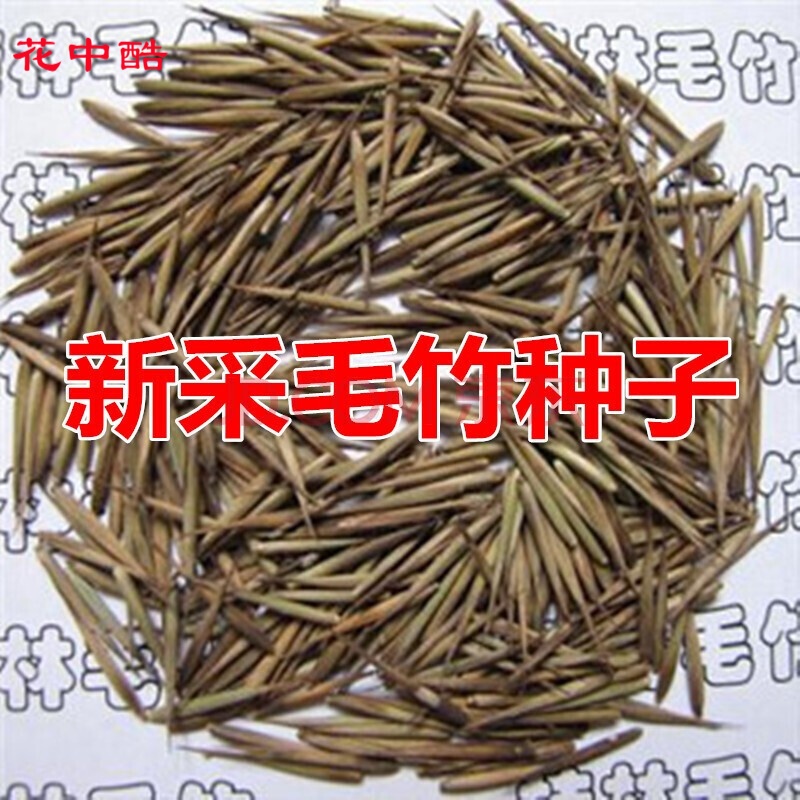 花中酷 竹种子青竹苗种子 刚竹 竹 黄竹 毛竹种子 竹子种子 一毛竹20
