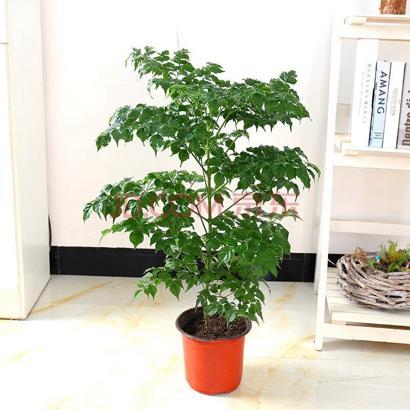 大型绿植花办公室内植物花卉盆栽绿宝好养 不含盆 幸福树50-60厘米高