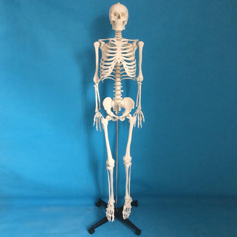 170cm人体骨骼模型一比一彩色脊柱全身骨架模型附神经带软肋骨骨骼