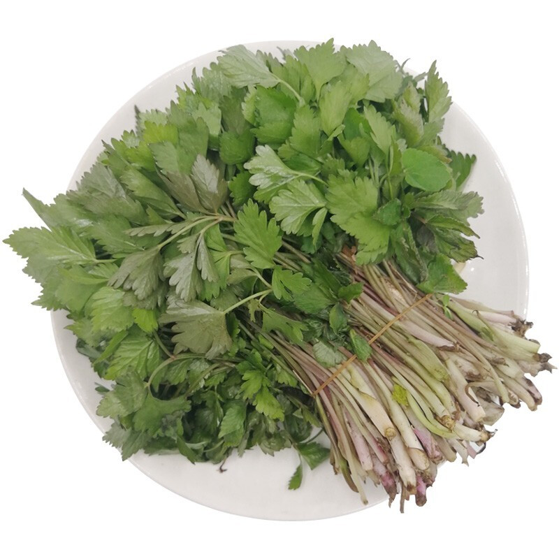 zxc东北新鲜山芹菜大叶芹 1kg 顺丰空运